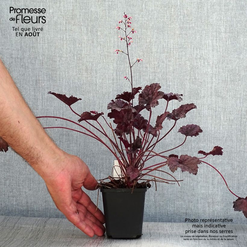 Amostra de Heuchera Frosted Violet Vaso de 8/9 cm tal como entregue no verão
