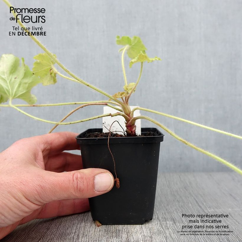 Amostra de Heuchera Guacamole Vaso de 8/9 cm tal como entregue no outono
