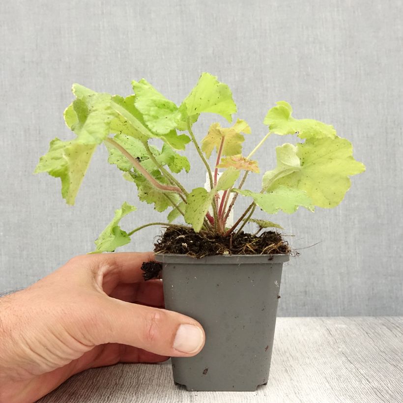 Amostra de Heuchera Guacamole Vaso de 8/9 cm tal como entregue no verão