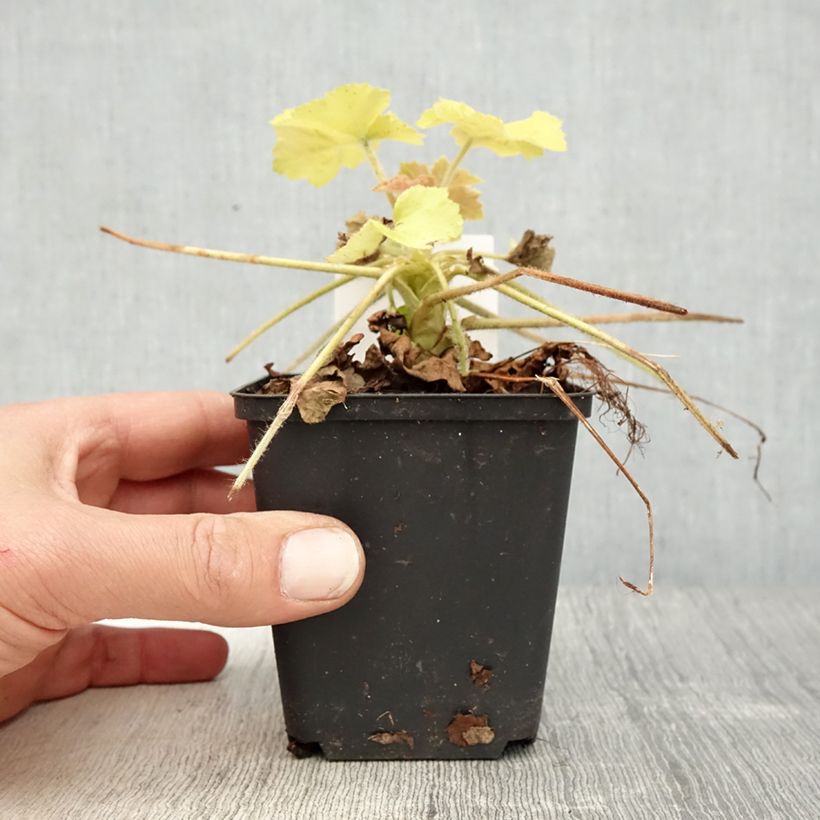 Amostra de Heuchera Guacamole Vaso de 8/9 cm tal como entregue na primavera