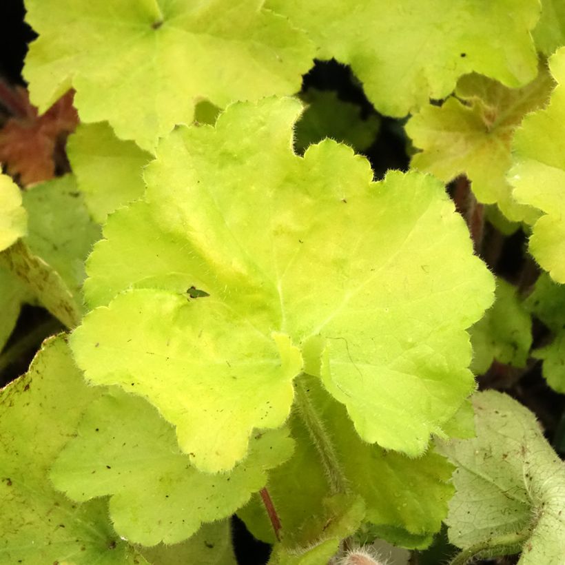 Heuchera Guacamole (Folhagem)