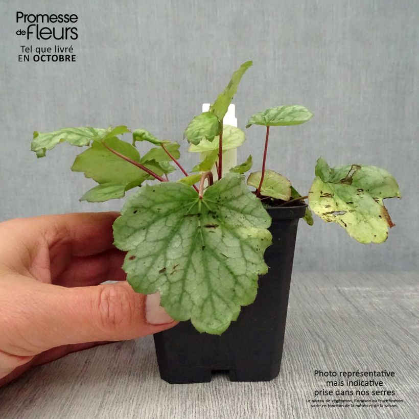 Amostra de Heuchera americana Dales Strain Vaso de 8/9 cm tal como entregue no outono