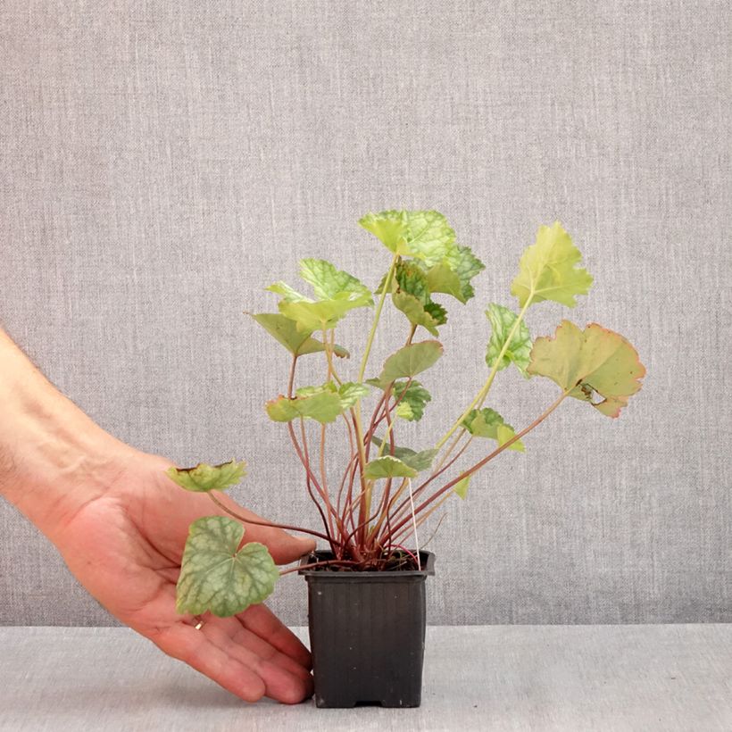 Amostra de Heuchera americana Dales Strain Vaso de 8/9 cm tal como entregue no verão