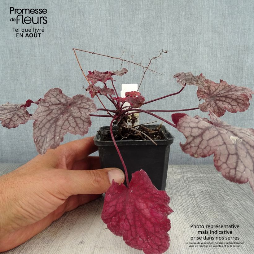 Amostra de Heuchera Amethyst Myst Vaso de 8/9 cm tal como entregue no verão