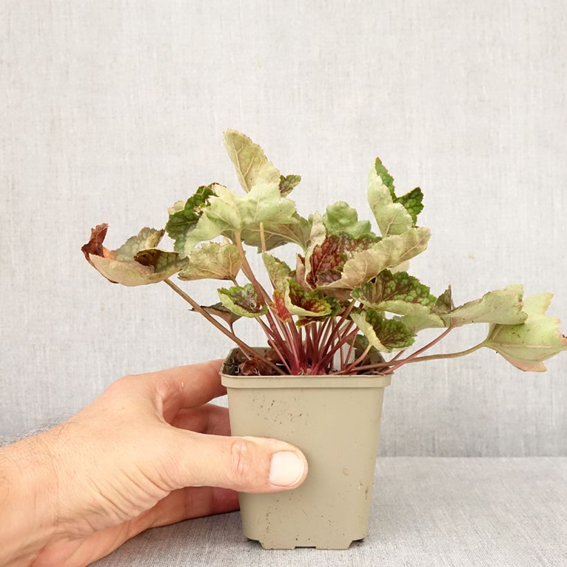Amostra de Heuchera Beauty Color - Sino-de-coral Vaso de 8/9 cm tal como entregue no outono