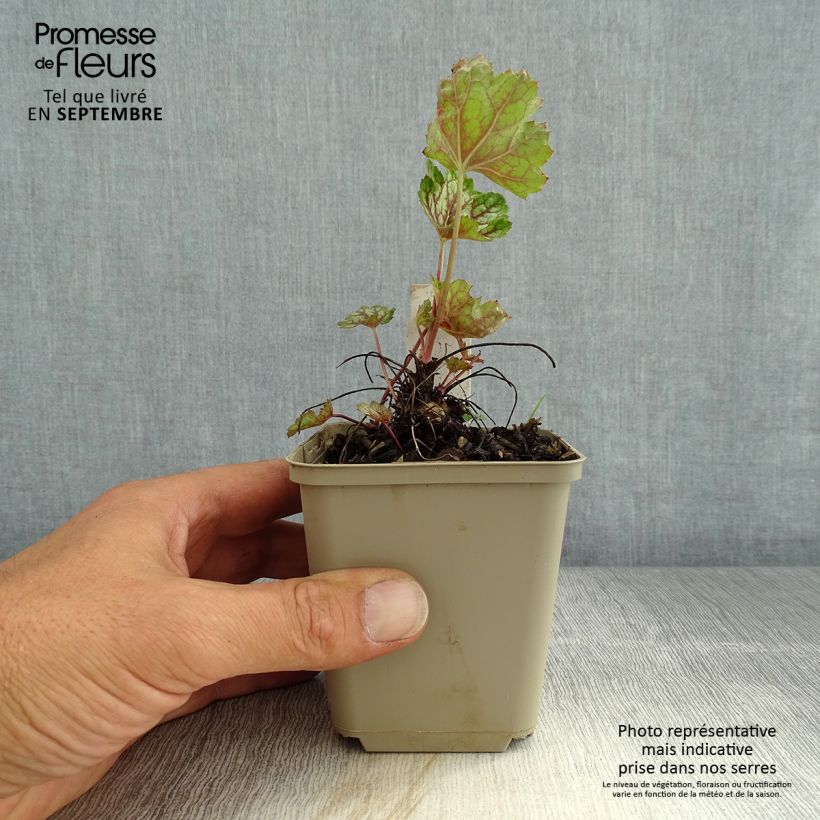 Amostra de Heuchera Beauty Color - Sino-de-coral Vaso de 8/9 cm tal como entregue no verão