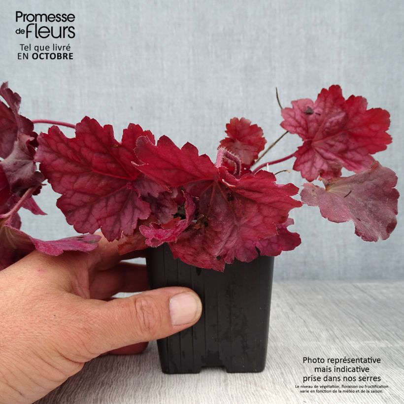 Amostra de Heuchera Berry Smoothie Vaso de 8/9 cm tal como entregue no outono