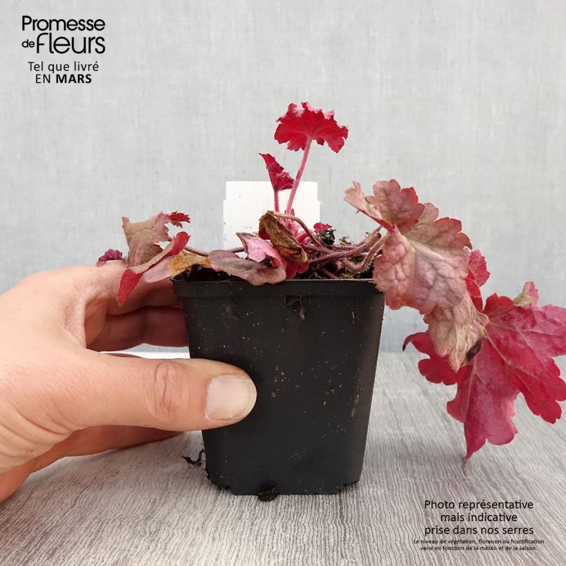 Amostra de Heuchera Berry Smoothie Vaso de 8/9 cm tal como entregue na primavera