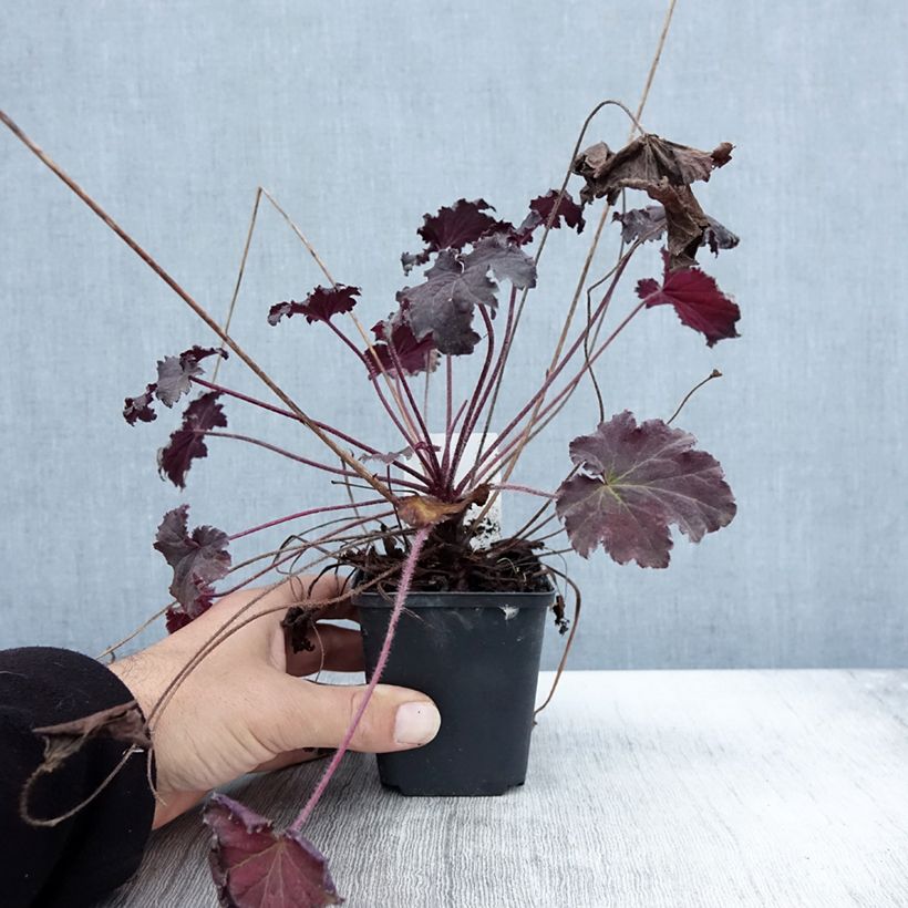 Amostra de Heuchera Binoche Vaso de 8/9 cm tal como entregue no outono