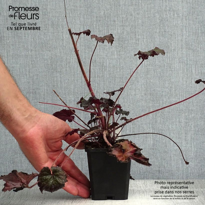 Amostra de Heuchera Binoche Vaso de 8/9 cm tal como entregue no verão