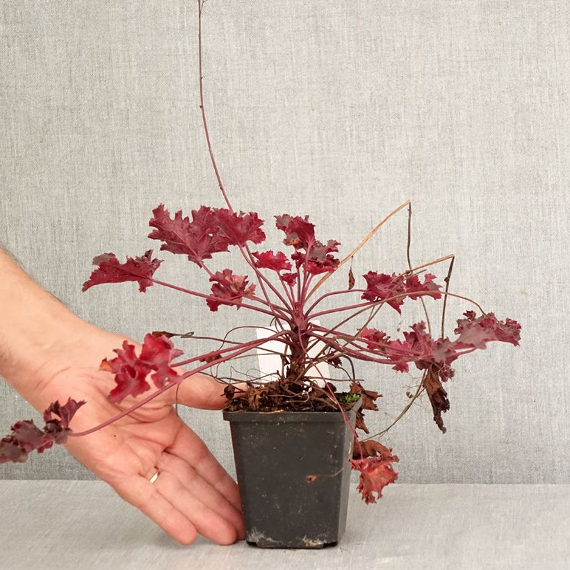 Amostra de Heuchera Black Beauty Vaso de 8/9 cm tal como entregue no outono