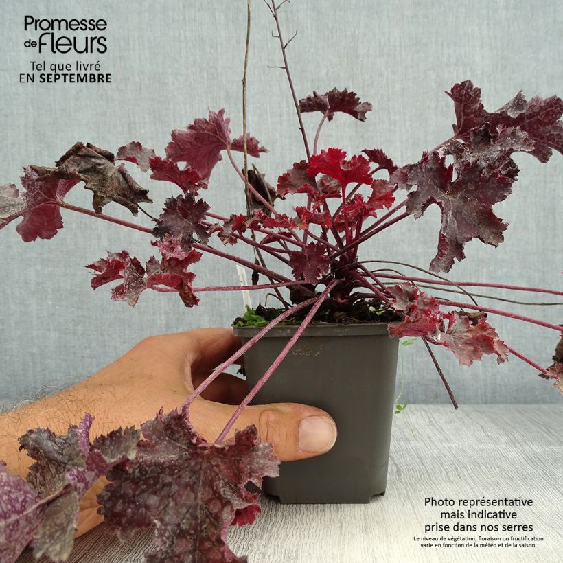 Amostra de Heuchera Black Beauty Vaso de 8/9 cm tal como entregue no verão
