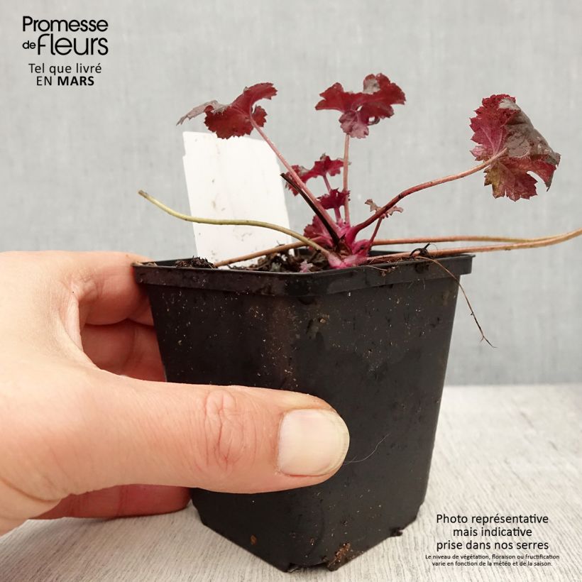 Amostra de Heuchera Black Pearl Vaso de 8/9 cm tal como entregue na primavera