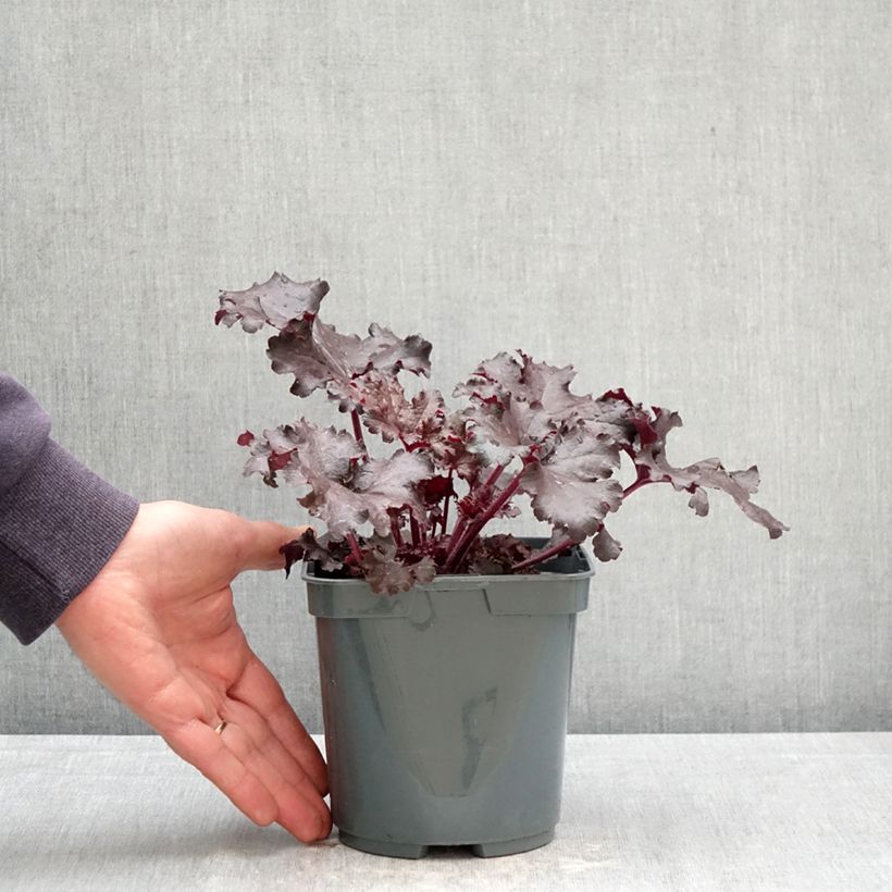 Amostra de Heuchera Black Pearl Vaso de 2 L/3 L tal como entregue na primavera
