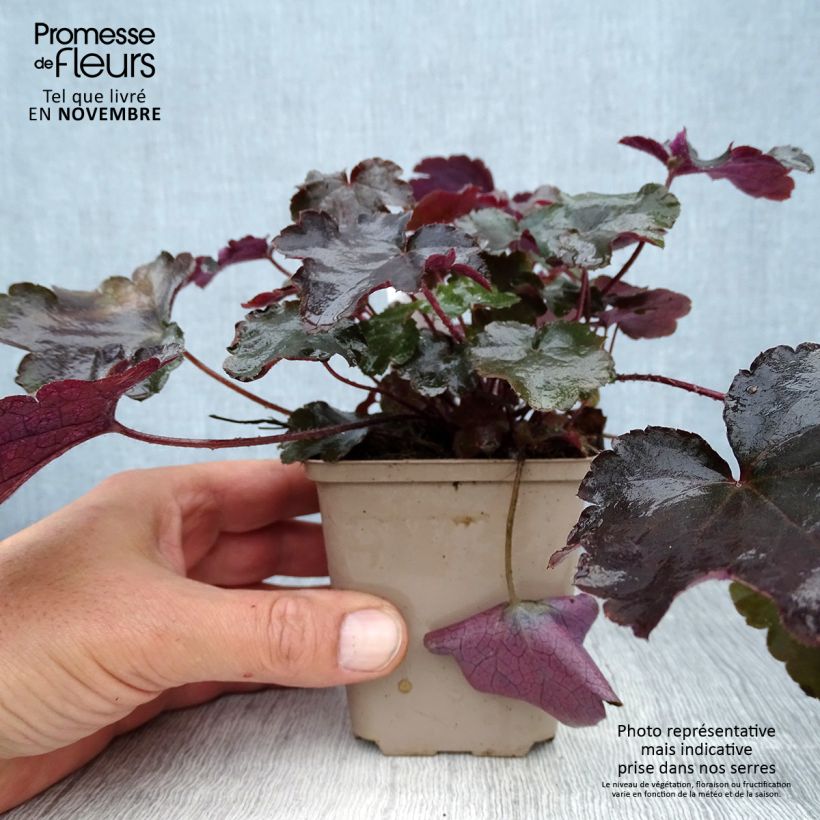 Amostra de Heuchera Blackout Vaso de 8/9 cm tal como entregue no outono