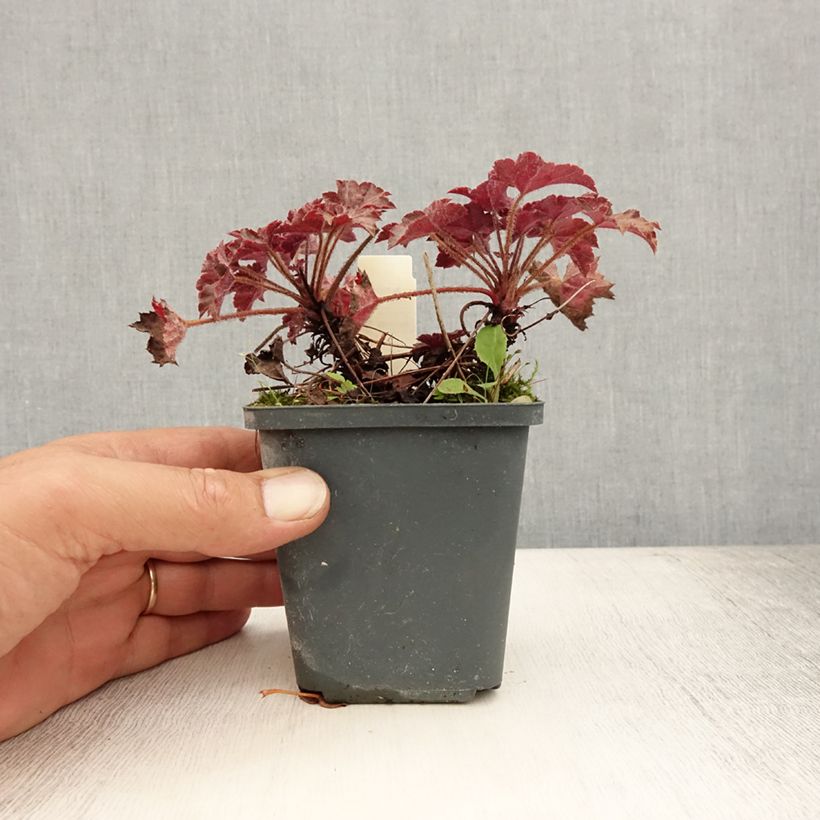 Amostra de Heuchera Blackout Vaso de 8/9 cm tal como entregue no verão