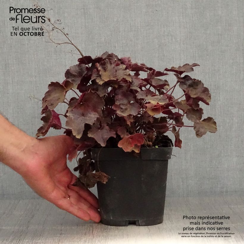 Amostra de Heuchera Blackout Vaso de 2 L/3 L tal como entregue no outono
