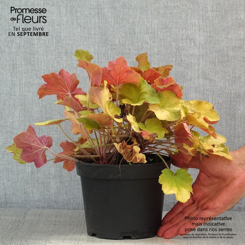 Amostra de Heuchera Caramel Vaso de 2 L/3 L tal como entregue no verão