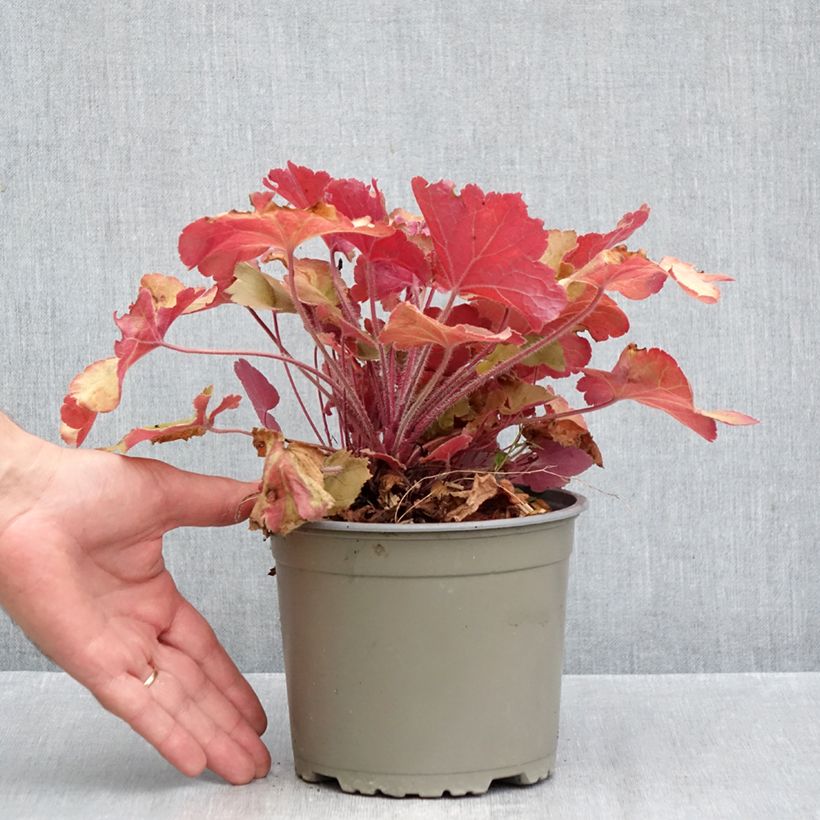 Amostra de Heuchera Caramel Vaso de 2 L/3 L tal como entregue no outono