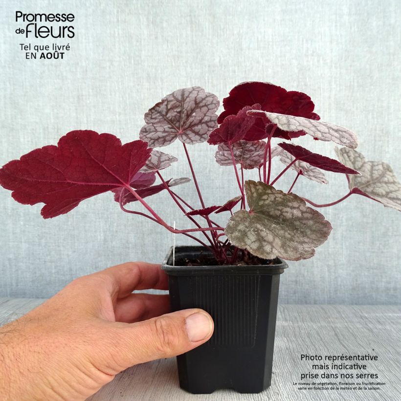 Amostra de Heuchera Cascade Dawn Vaso de 8/9 cm tal como entregue no verão
