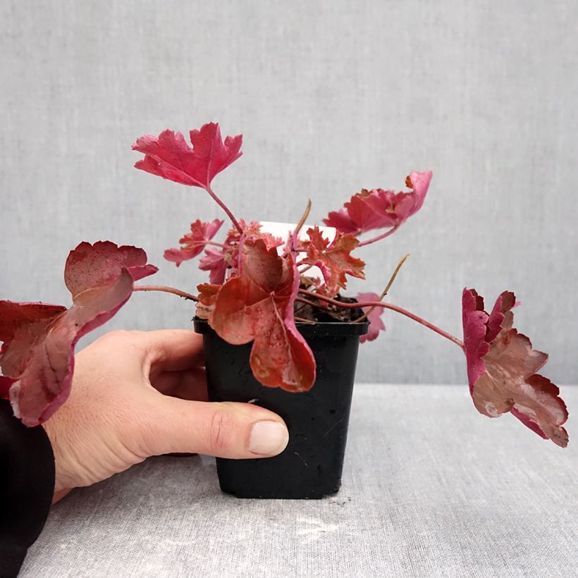 Amostra de Heuchera Cherry Cola Vaso de 8/9 cm tal como entregue no outono