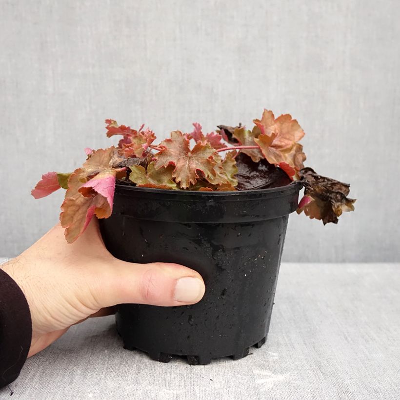 Amostra de Heuchera Cherry Cola Vaso de 1,5 L/2 L tal como entregue no outono