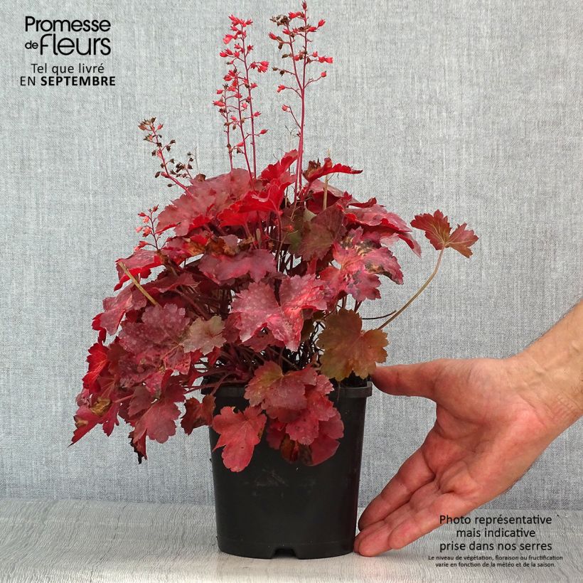 Amostra de Heuchera Cherry Cola Vaso de 1,5 L/2 L tal como entregue no verão