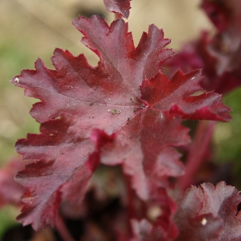 Heuchera Chocolate Ruffle (Folhagem)