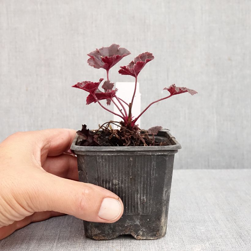 Amostra de Heuchera Chocolate Ruffle Vaso de 8/9 cm tal como entregue no outono