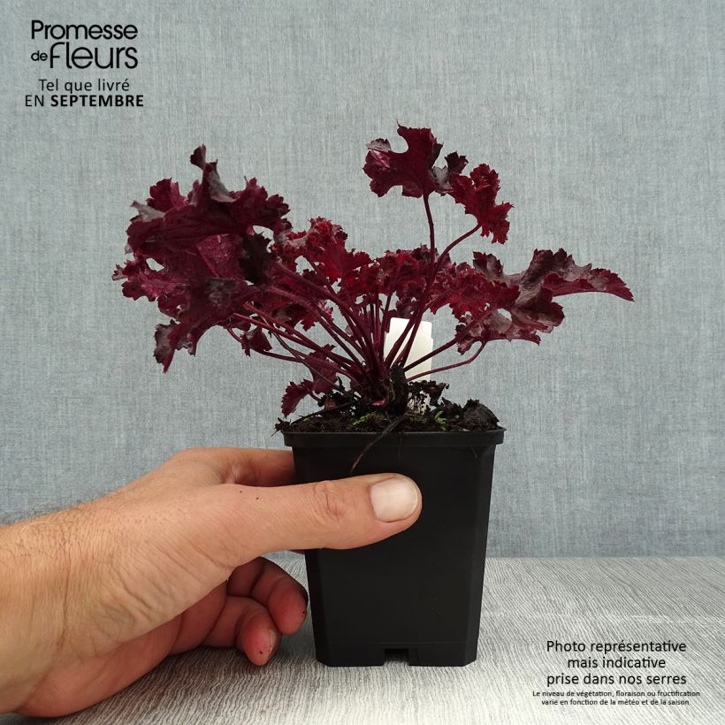 Amostra de Heuchera Chocolate Ruffle Vaso de 8/9 cm tal como entregue no verão
