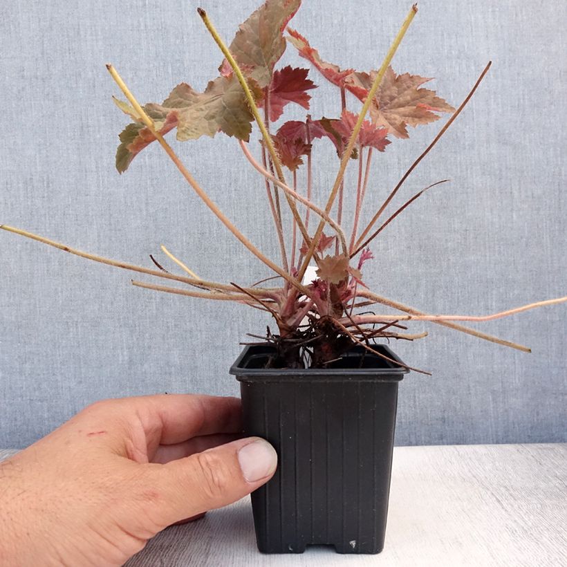 Amostra de Heuchera Copper Dinosaur Vaso de 8/9 cm tal como entregue no verão