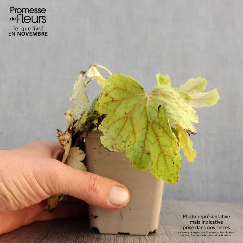 Amostra de Heuchera Electric Lime Vaso de 8/9 cm tal como entregue no outono