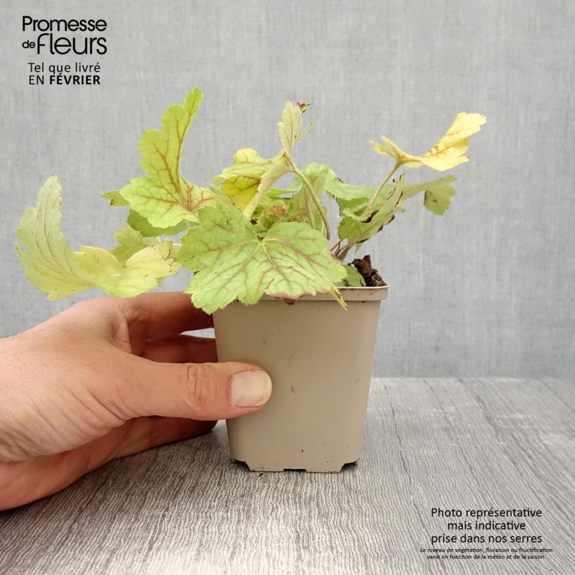 Amostra de Heuchera Electric Lime Vaso de 8/9 cm tal como entregue no inverno