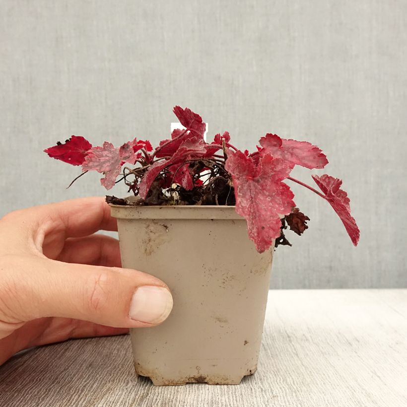 Amostra de Heuchera Fire Chief Vaso de 8/9 cm tal como entregue no outono