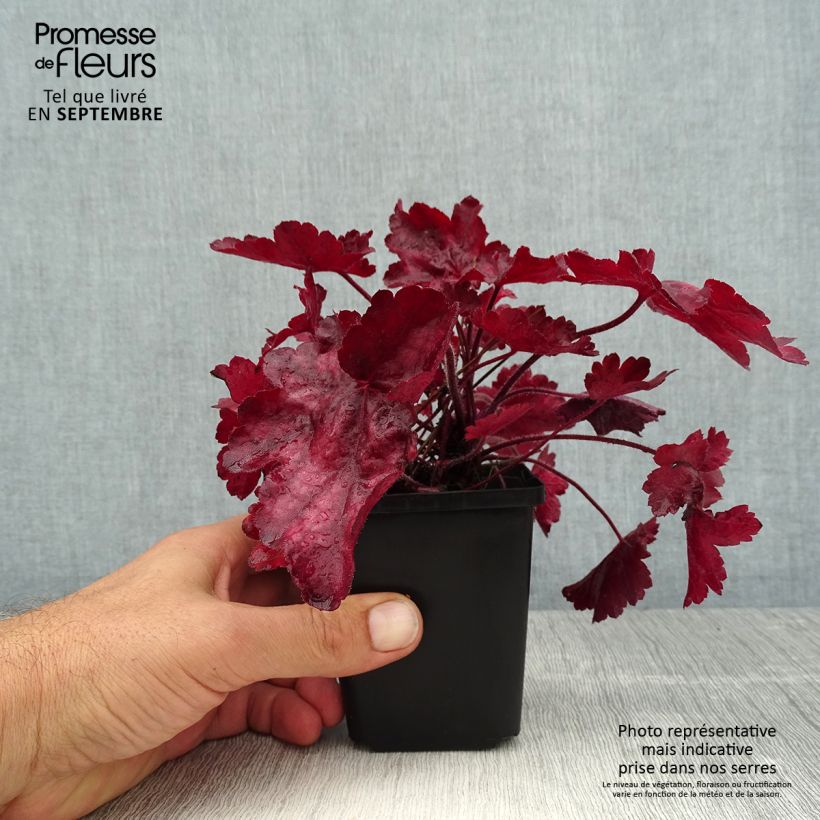 Amostra de Heuchera Fire Chief Vaso de 8/9 cm tal como entregue no verão