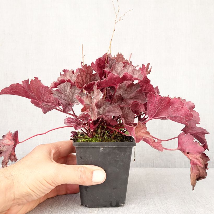 Amostra de Heuchera Flower Power Vaso de 8/9 cm tal como entregue no outono