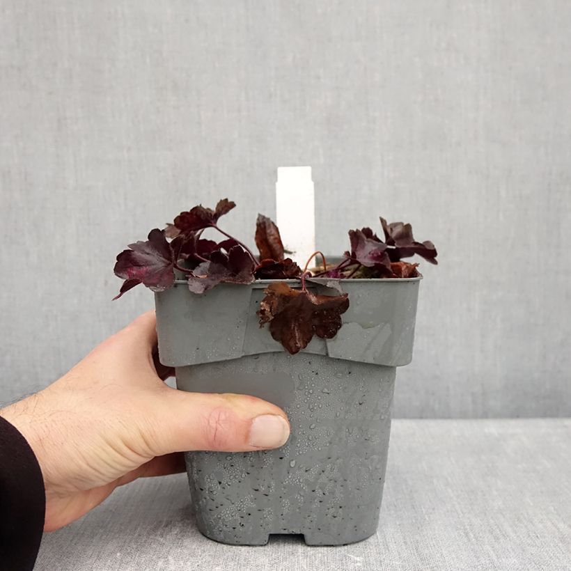 Amostra de Heuchera Forever Purple Vaso de 1,5 L/2 L tal como entregue no outono