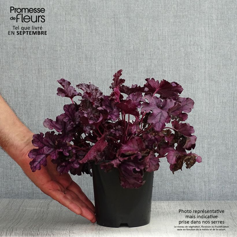 Amostra de Heuchera Forever Purple Vaso de 1,5 L/2 L tal como entregue no verão
