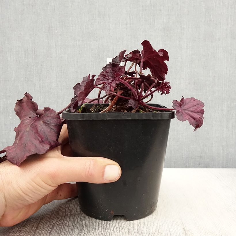 Amostra de Heuchera Forever Purple Vaso de 1,5 L/2 L tal como entregue na primavera