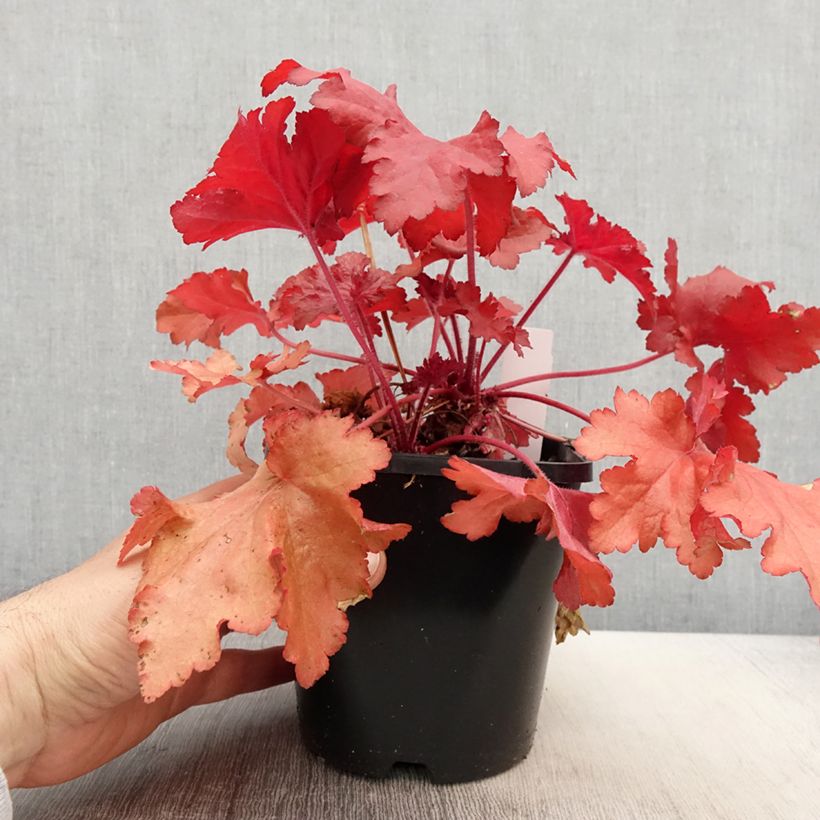 Amostra de Heuchera Forever Red Vaso de 1,5 L/2 L tal como entregue na primavera