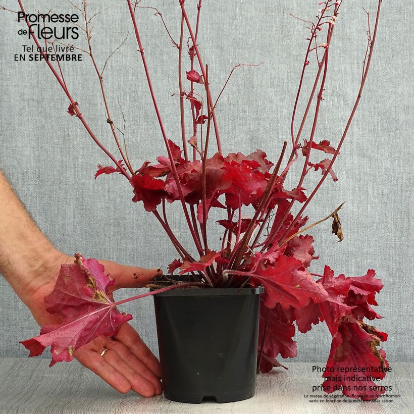 Amostra de Heuchera Forever Red Vaso de 1,5 L/2 L tal como entregue no verão