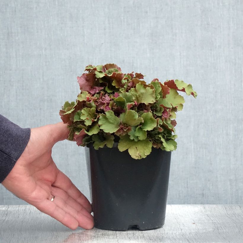 Amostra de Heuchera Frilly Vaso de 1,5 L/2 L tal como entregue no verão