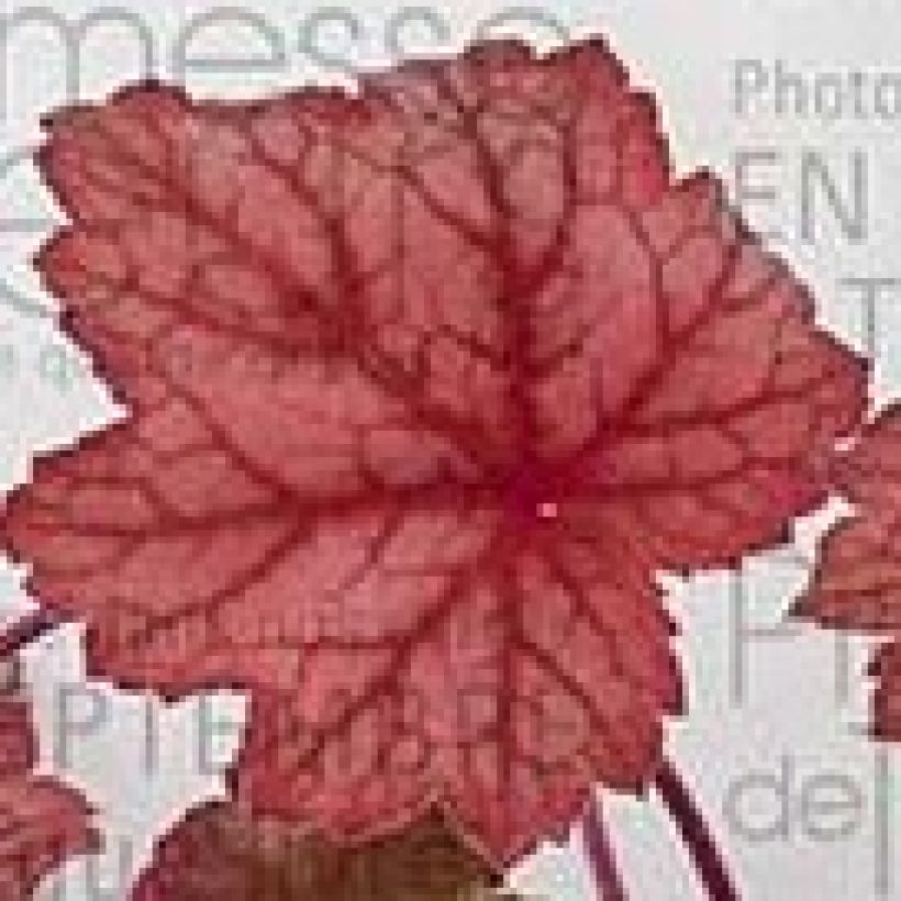 Heuchera Georgia Peach (Folhagem)