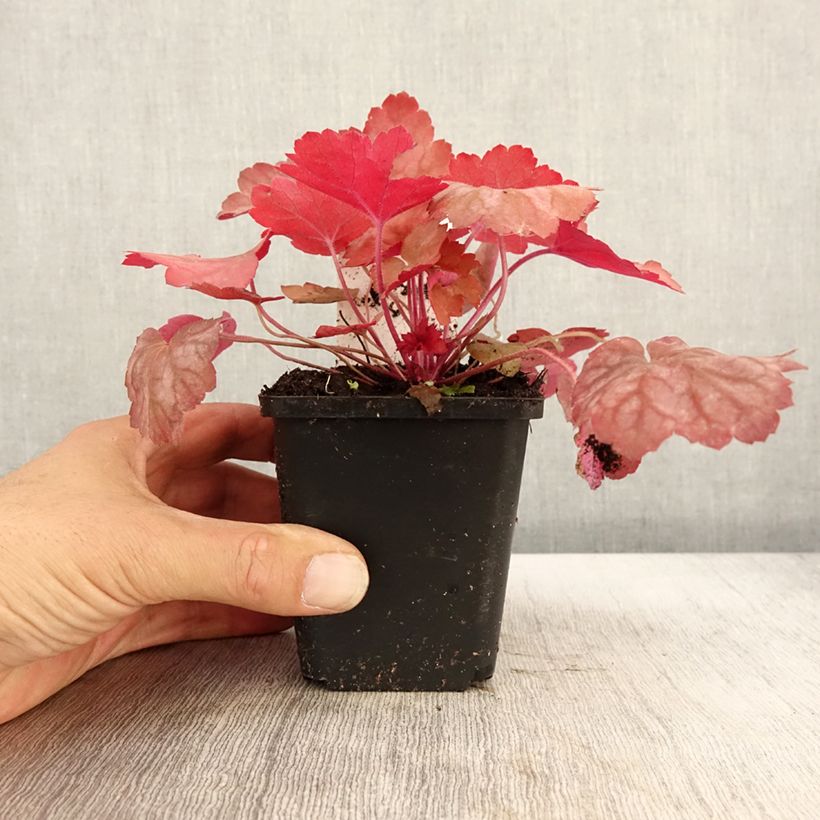 Amostra de Heuchera Georgia Peach Vaso de 8/9 cm tal como entregue no outono