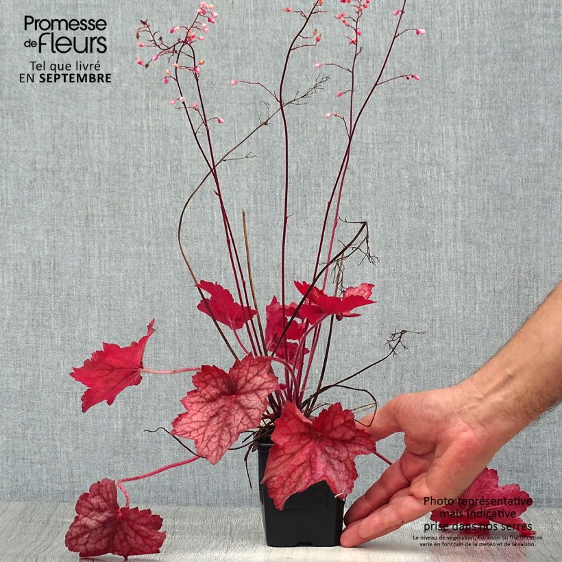 Amostra de Heuchera Georgia Peach Vaso de 8/9 cm tal como entregue no verão