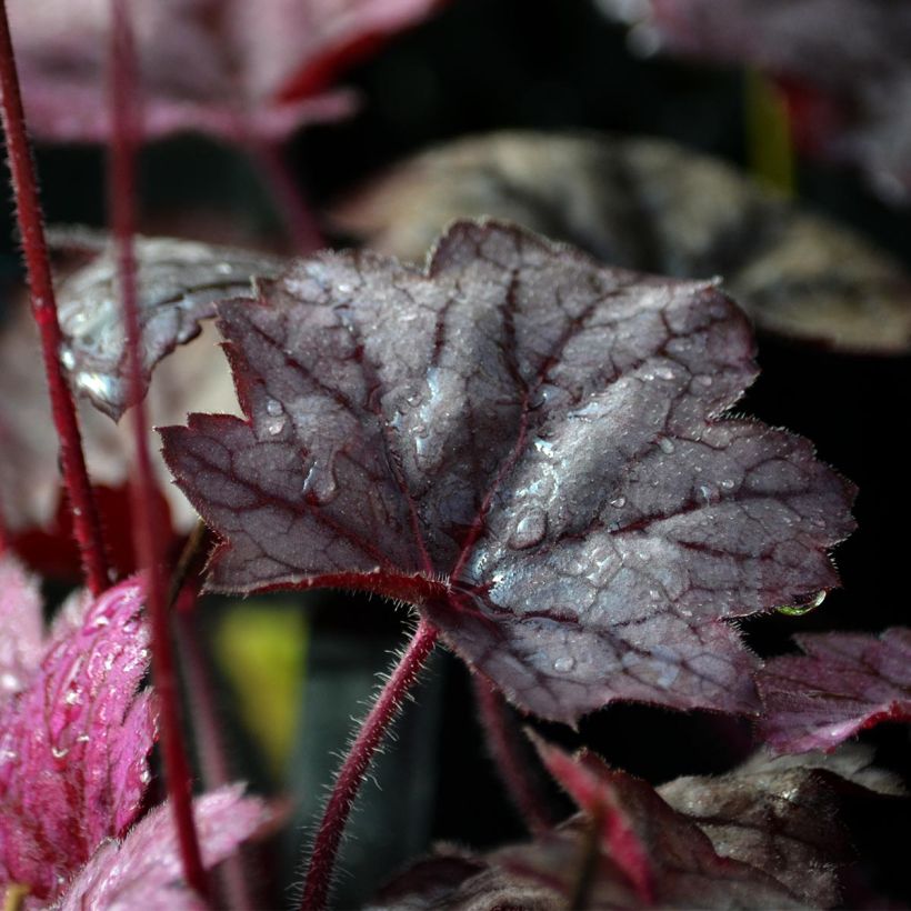 Heuchera Georgia Plum (Folhagem)
