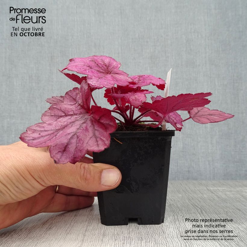Amostra de Heuchera Georgia Plum Vaso de 8/9 cm tal como entregue no outono