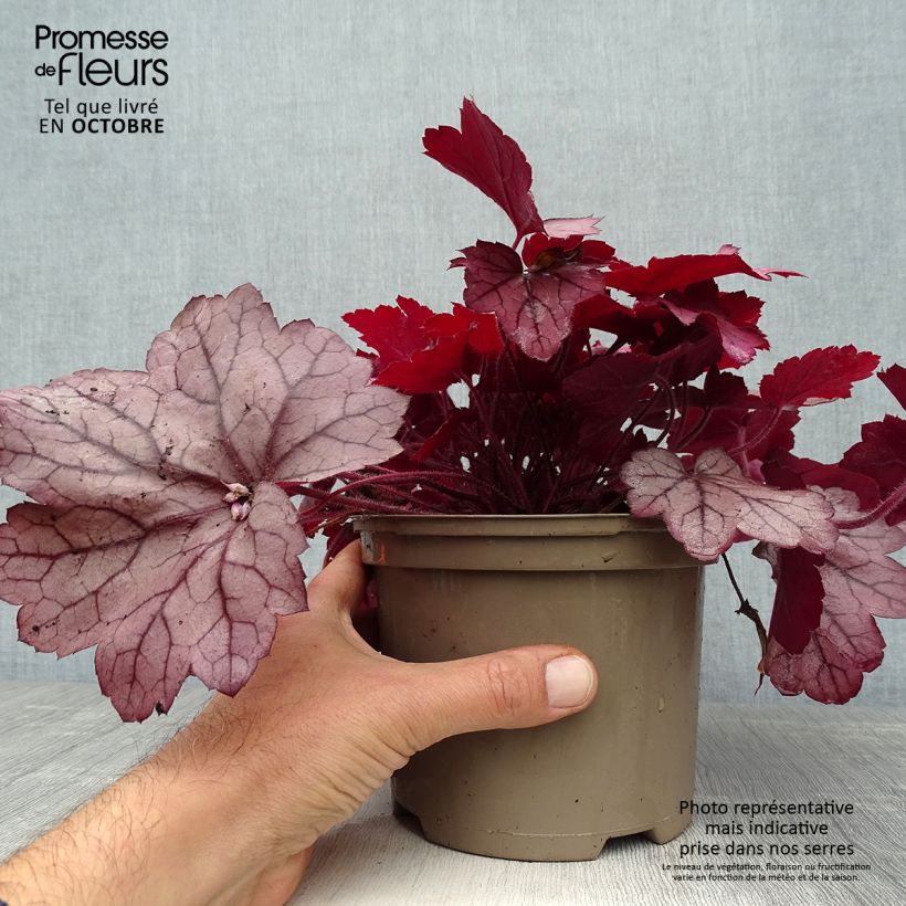Amostra de Heuchera Georgia Plum Vaso de 2 L/3 L tal como entregue no outono