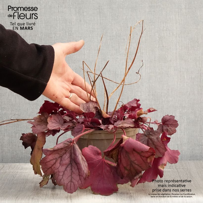 Amostra de Heuchera Georgia Plum Vaso de 2 L/3 L tal como entregue na primavera
