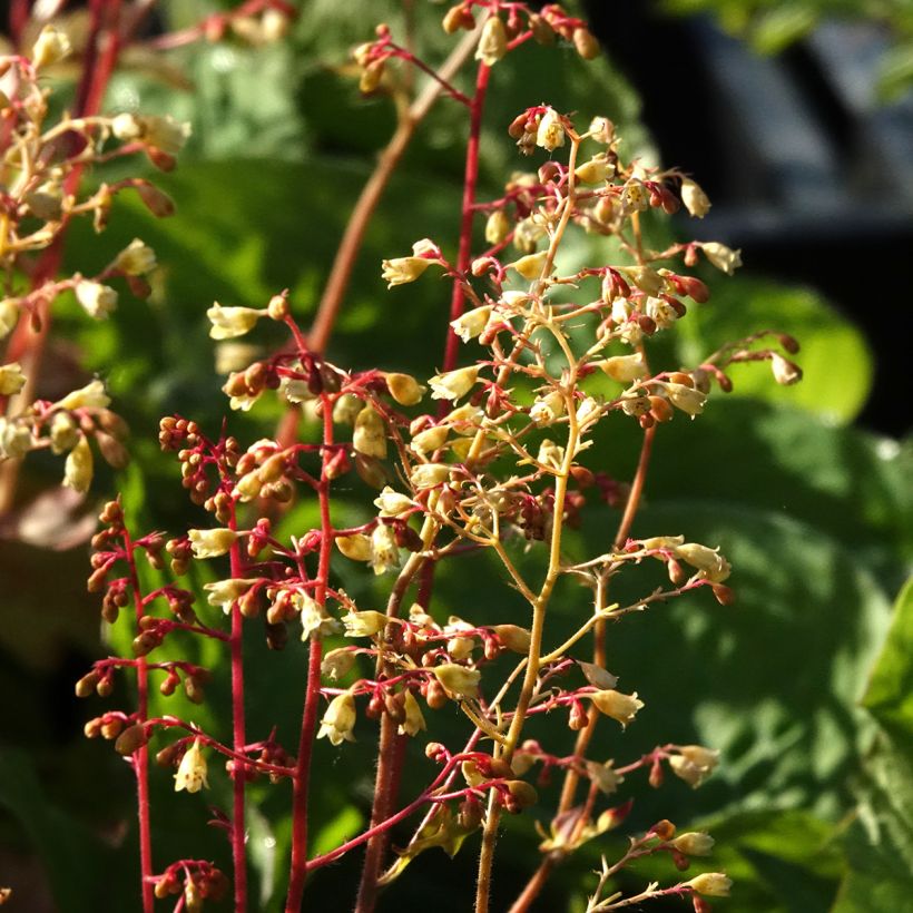Heuchera Ginger Ale (Floração)